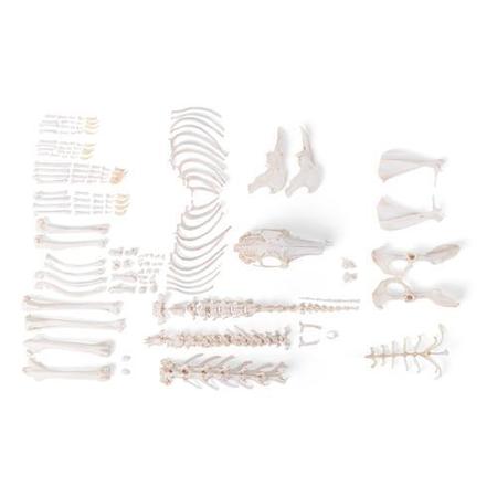 3B SCIENTIFIC Rabbit Skeleton, Disarticulated 1020986